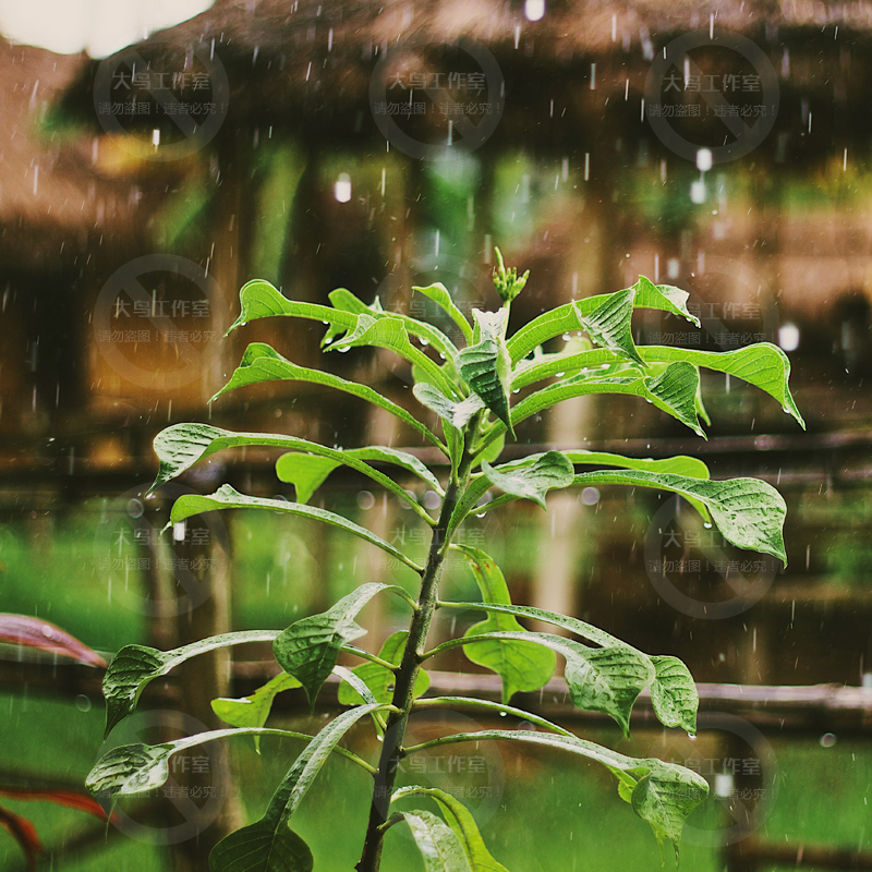 阴雨天气下雨素材大图阴雨天雨水乌云密布自然景观摄影图片 - 图0