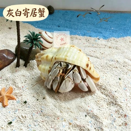 灰白寄居蟹1-6cm任选拍三只即包邮懒人迷你爬宠趣味好饲养 - 图1