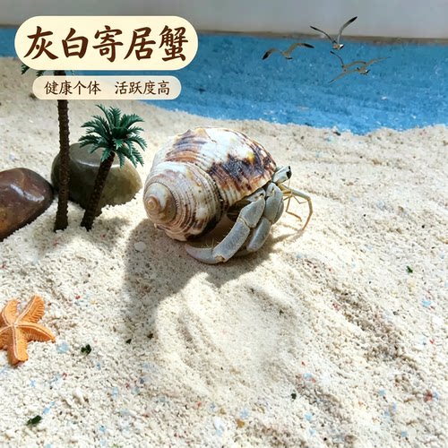 灰白寄居蟹1-6cm任选拍三只即包邮懒人迷你爬宠趣味好饲养 - 图2