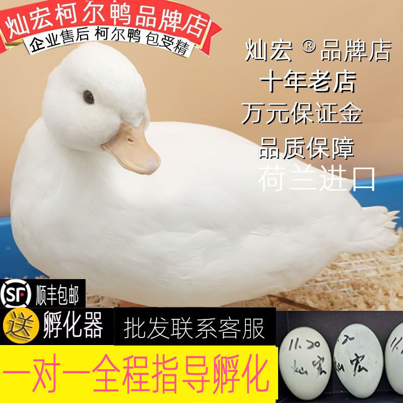 【灿宏】柯尔鸭活宠物成年科尔鸭可达鸭幼仔幼崽宠物鸭苗网红,淘宝优惠券,粉丝福利购,淘宝优惠卷