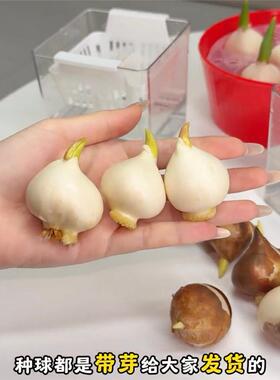 水培郁金香种苗DIY材料包