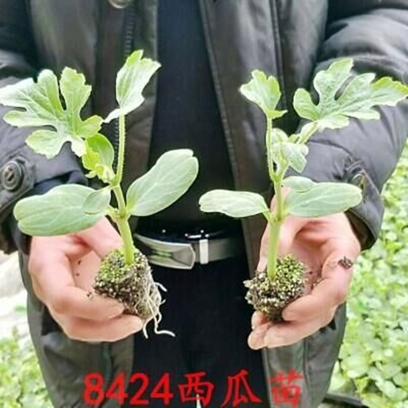 西瓜苗秧种苗种子嫁接苗春夏四季种植麒麟无籽西农8号8424西瓜苗 - 图0