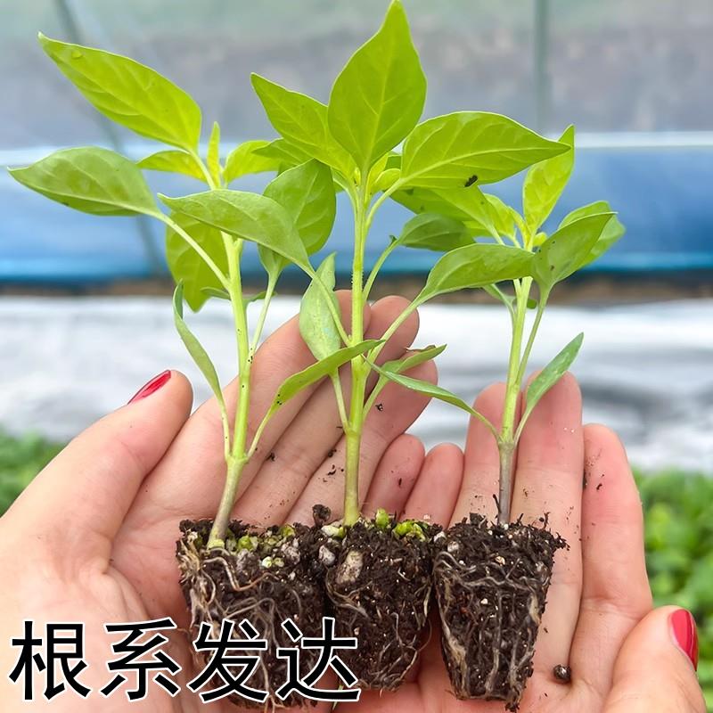 薄皮辣椒苗秧苗大果虎皮青椒苗微辣皱皮泡椒苗四季菜园盆栽南方种-图2