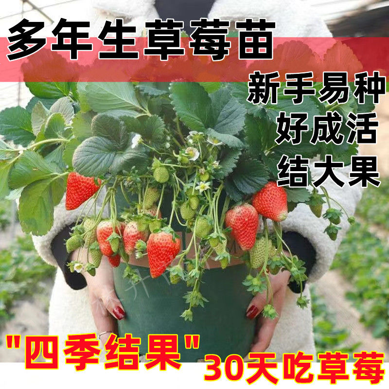 四季草莓苗盆栽好养红颜奶油白草莓苗带土穴盘果苗天使大苗南北方 - 图1