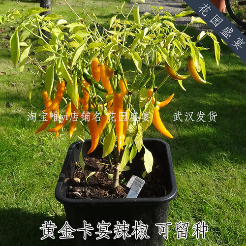 买1送1可留种中辣黄金卡宴辣椒种子高产抗病适合盆栽 - 图0