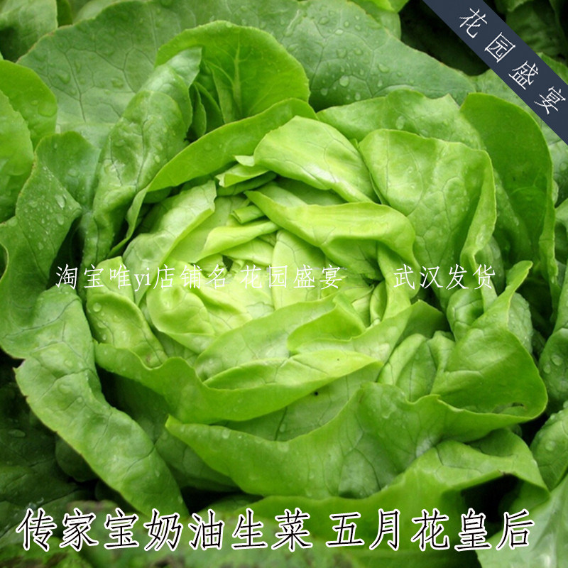 甜！不苦！传家宝五月花皇后奶油生菜结球生菜种子可留种春秋播种,淘宝优惠券,粉丝福利购,淘宝优惠卷