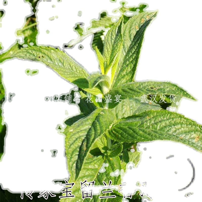 10粒留兰香薄荷种子进口可留种传家宝调料多年生 - 图0