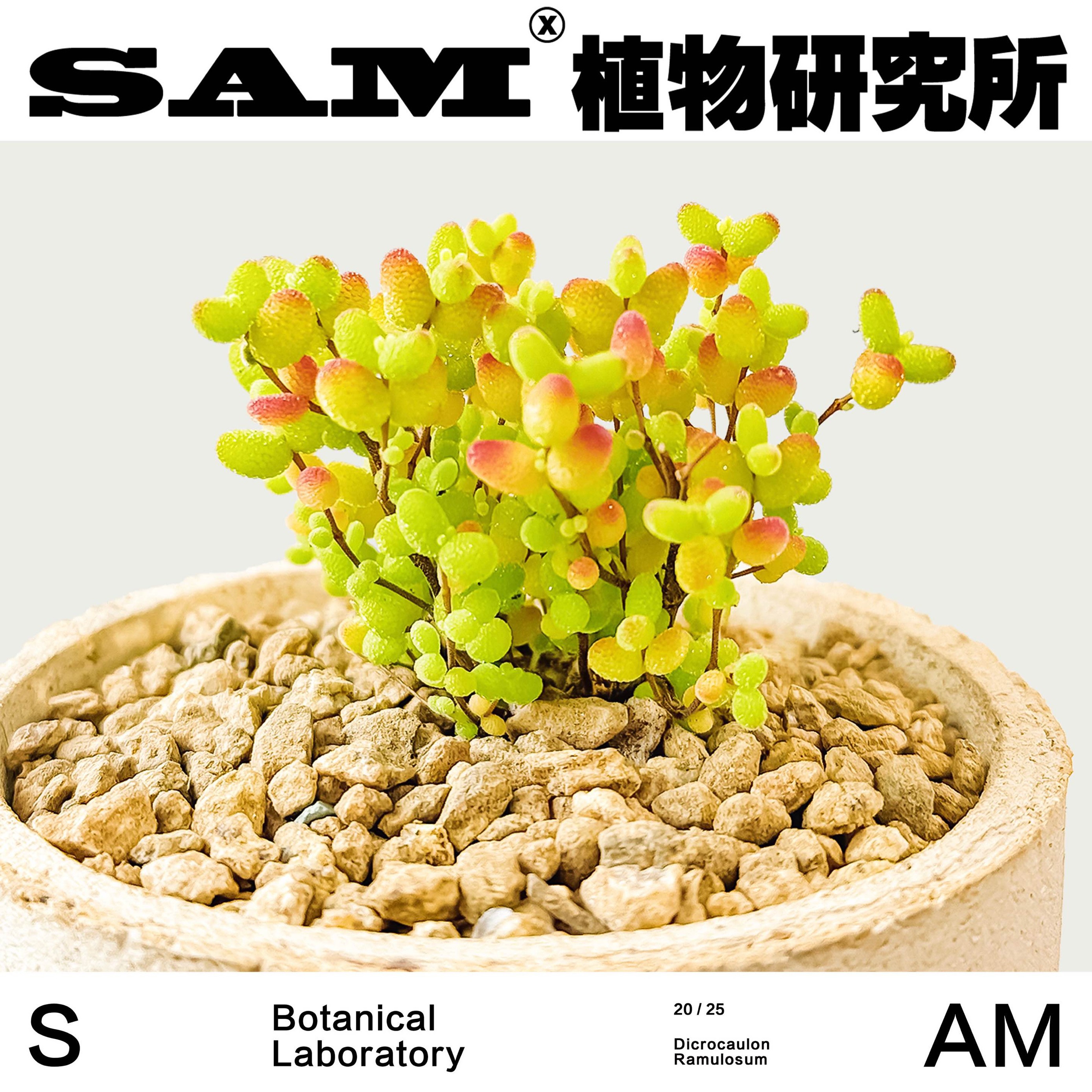 枝干番杏/金桔糖球金桔冰晶多肉沙生植物/桌面办公室绿植盆栽礼物 - 图1
