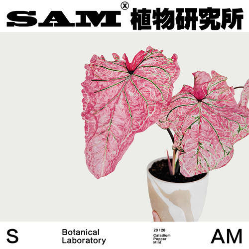 胡椒薄荷彩叶芋耐晒绿植ins家居好养植物花园阳台盆栽植选礼物 - 图2