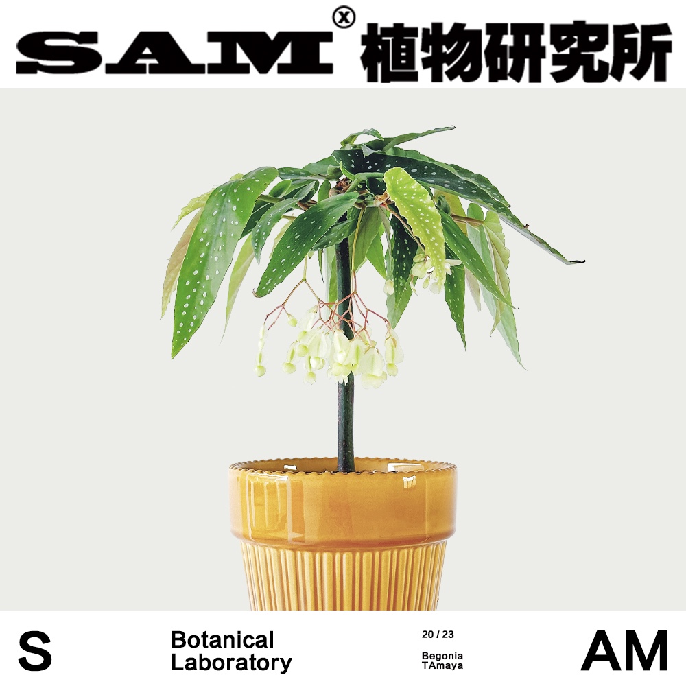 白花tamaya秋海棠/进口盆栽植物/网红绿植/INS风/室内易爆花盆栽 - 图1