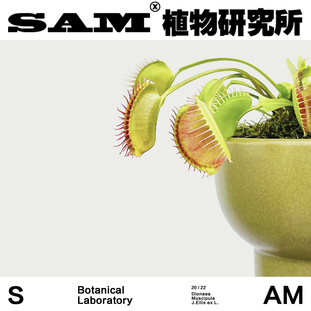 SAM植物研究所/昆虫猎手/捕蝇草/INS绿植/办公室桌面/植选礼物-图1