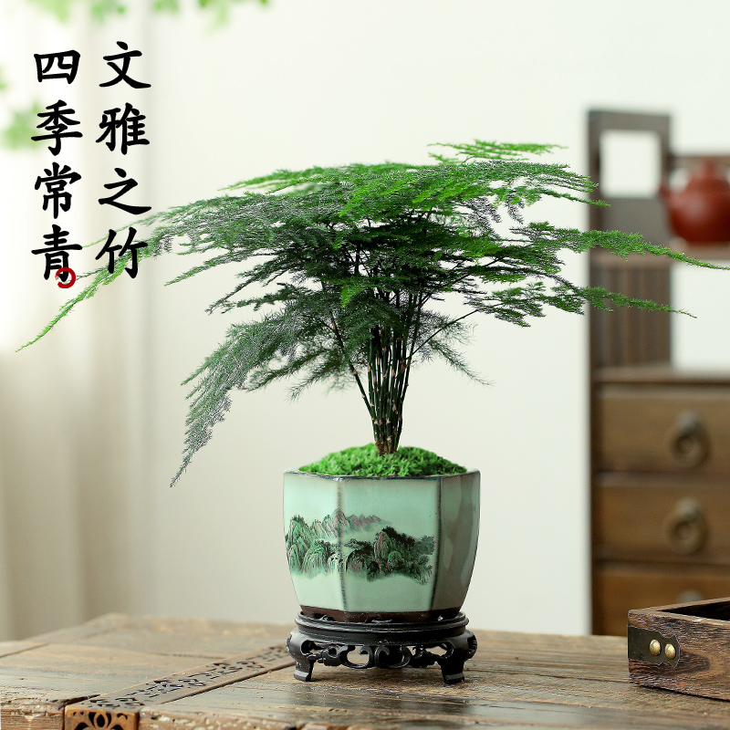 高端文竹盆栽植物室内水培花卉盆景客厅办公桌面绿植云竹四季常青 - 图0