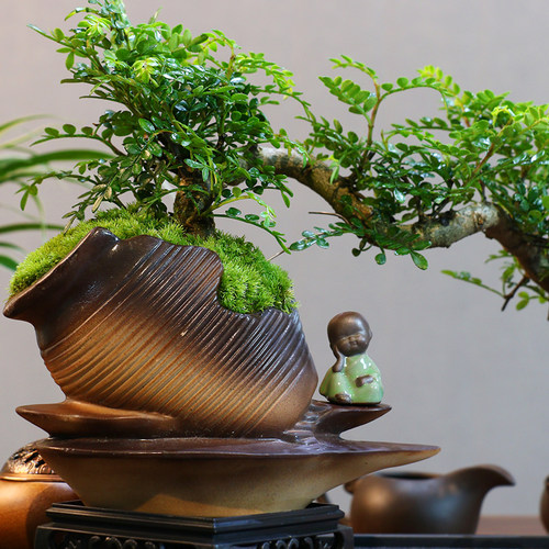 悬崖清香胡椒木盆景驱蚊提神新中式室内好养桌面摆件绿植花卉盆栽 - 图2