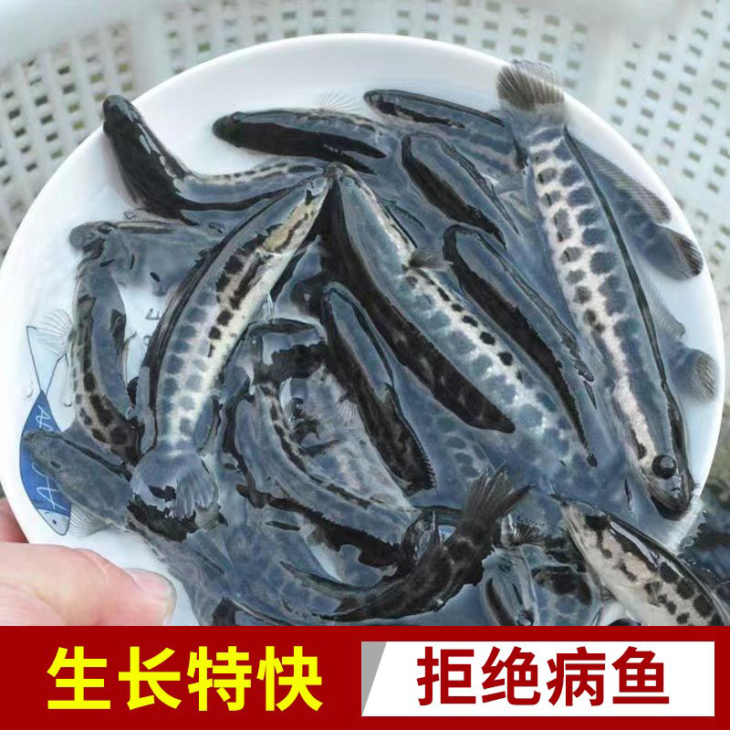 黑鱼苗淡水养殖活体食用好养观赏鱼凶猛冷水小鱼苗乌鱼苗小财鱼苗-图1