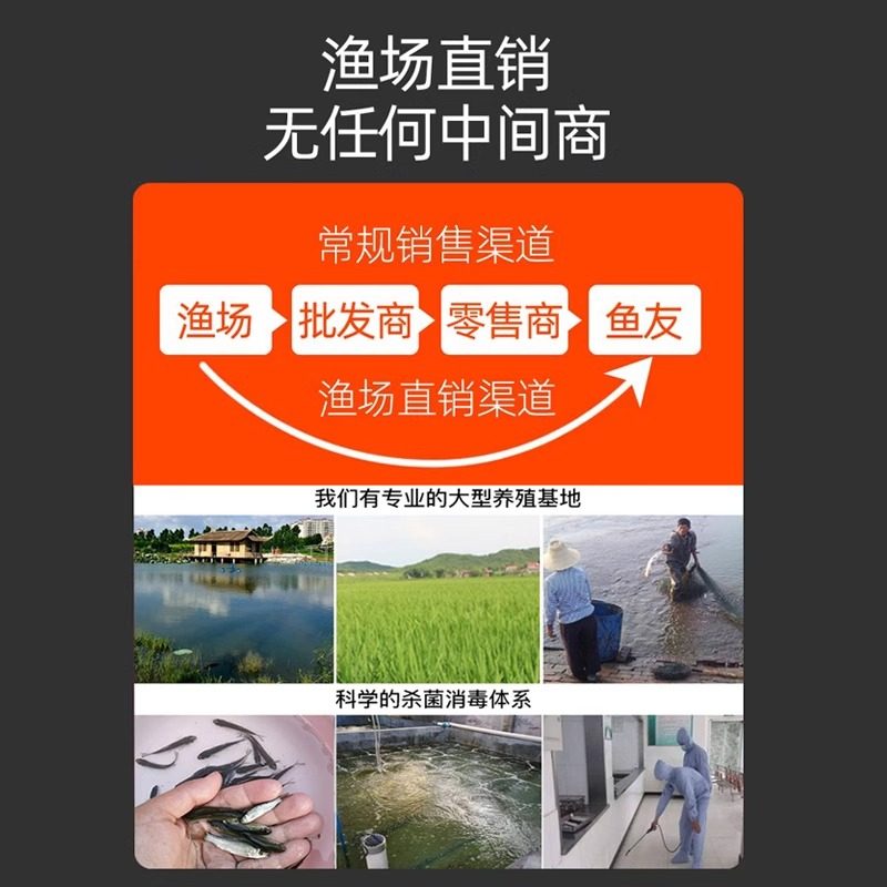 草鱼淡水养殖小鱼苗青鱼鲤鱼鲈鱼食用鲫鱼龟食活体饲料冷水鱼包邮,淘宝优惠券,粉丝福利购,淘宝优惠卷