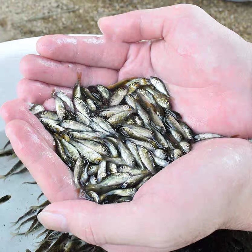 黑鲤鱼苗鲤鱼鱼苗淡水鱼塘水活体养殖红尾包活包邮稻田花背小鱼苗-图0