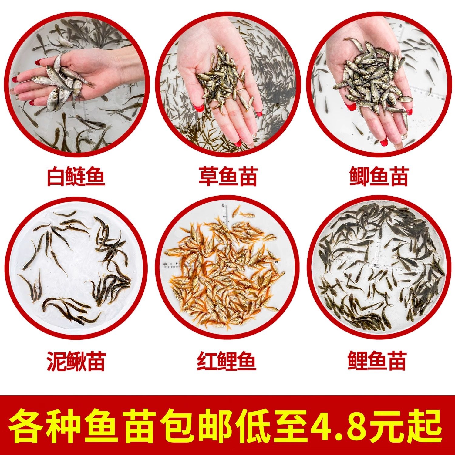 草鱼淡水养殖小鱼苗青鱼鲤鱼鲈鱼食用鲫鱼龟食活体饲料冷水鱼包邮,淘宝优惠券,粉丝福利购,淘宝优惠卷