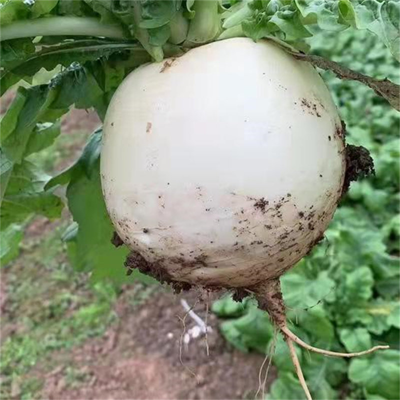四川圆白萝卜宜宾农家自种新鲜蔬菜泡萝卜现拔现发春不老5斤8斤,淘宝优惠券,粉丝福利购,淘宝优惠卷