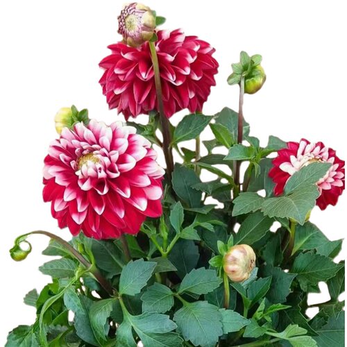 大丽花地瓜花种球阳台庭院盆栽地栽球根花卉多年生草莓圣代大丽菊 - 图3