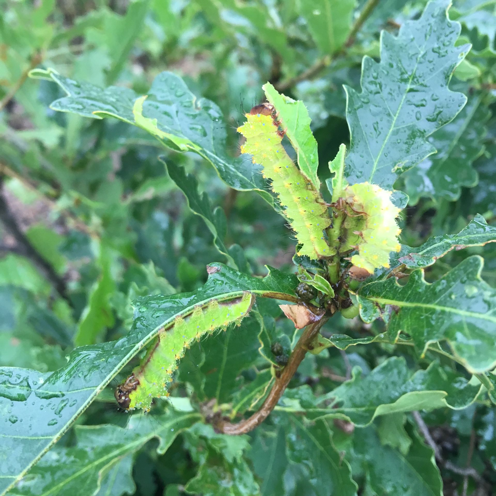 东北柞树苗蒙古栎树中草药橡子树种苗南北方花园庭院盆栽地栽绿植-图0