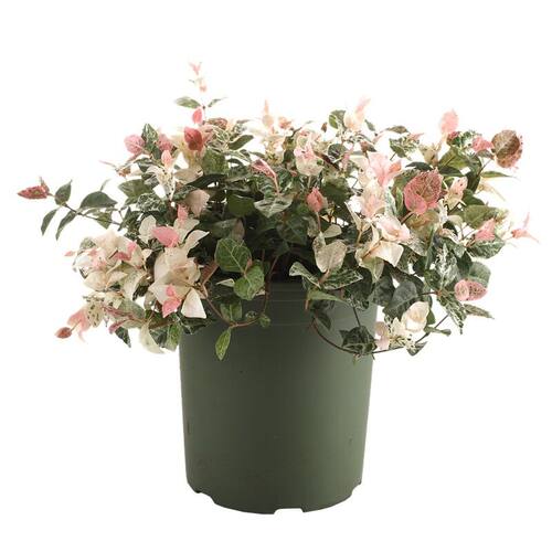 彩叶络石花苗盆栽花叶络石吊兰四季垂吊藤植物花庭院绿植花卉包邮 - 图3