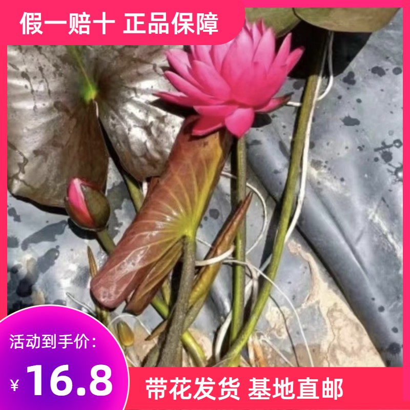 带花睡莲四季水养带花苞大睡莲碗莲带花根块耐寒荷花睡莲水培植物 - 图0