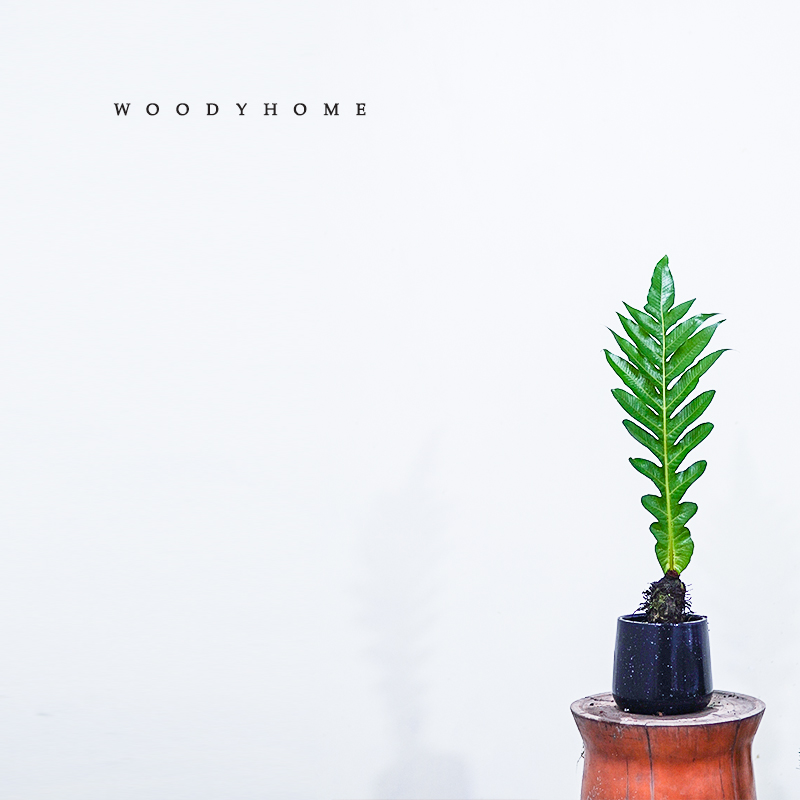 本木庐舍丨大型落地王冠蕨类绿植盆栽 巨叶崖植物 室内耐阴 喜湿 - 图1