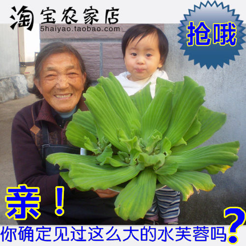 水芙蓉大漂虾缸除硝酸盐水草大叶浮萍新水培植物庭院装饰净化水质 - 图2
