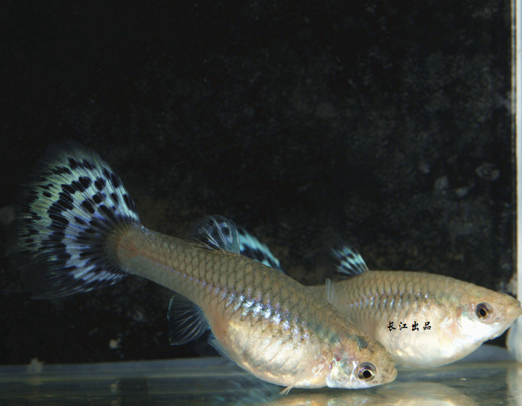 马来西亚白蕾丝白马赛克蓝马赛克精品孔雀鱼活体观赏鱼热带鱼鱼苗-图2