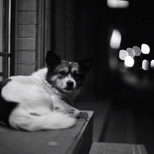 美国原装柯达135 400TX黑白胶卷 Kodak TRI-X BW负片26年09月现货 - 图1