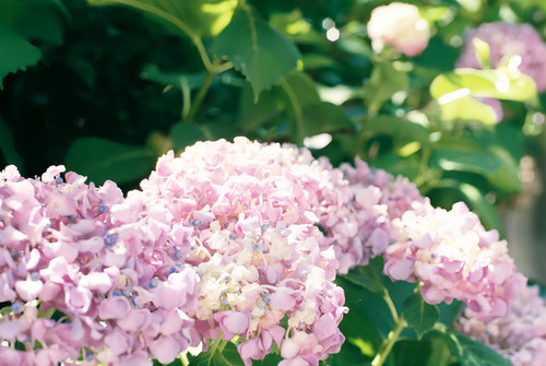 新版135富士400彩色负片胶卷傻瓜相机适用36张26年单卷价现货 - 图0