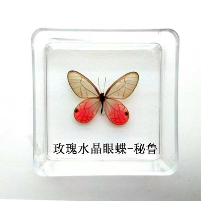 真蝴蝶标本碧凤蝶杂蝶大蓝闪枯叶蝶生日礼品div创作学生教学礼品 虎窝淘