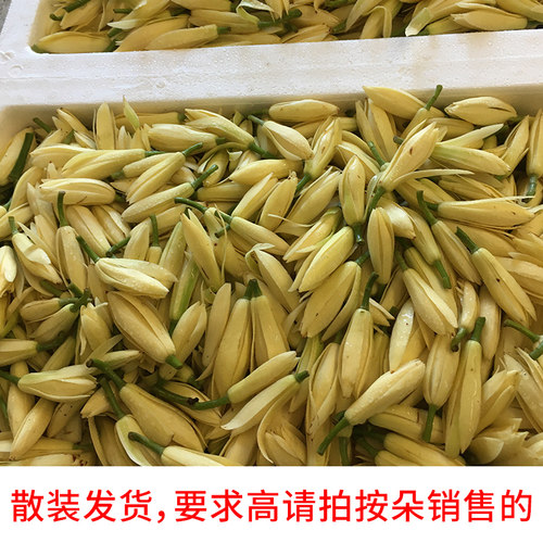 白兰花鲜花挂饰当天新鲜采摘黄角兰花朵花苞纯露原料玉兰花鲜花 - 图0