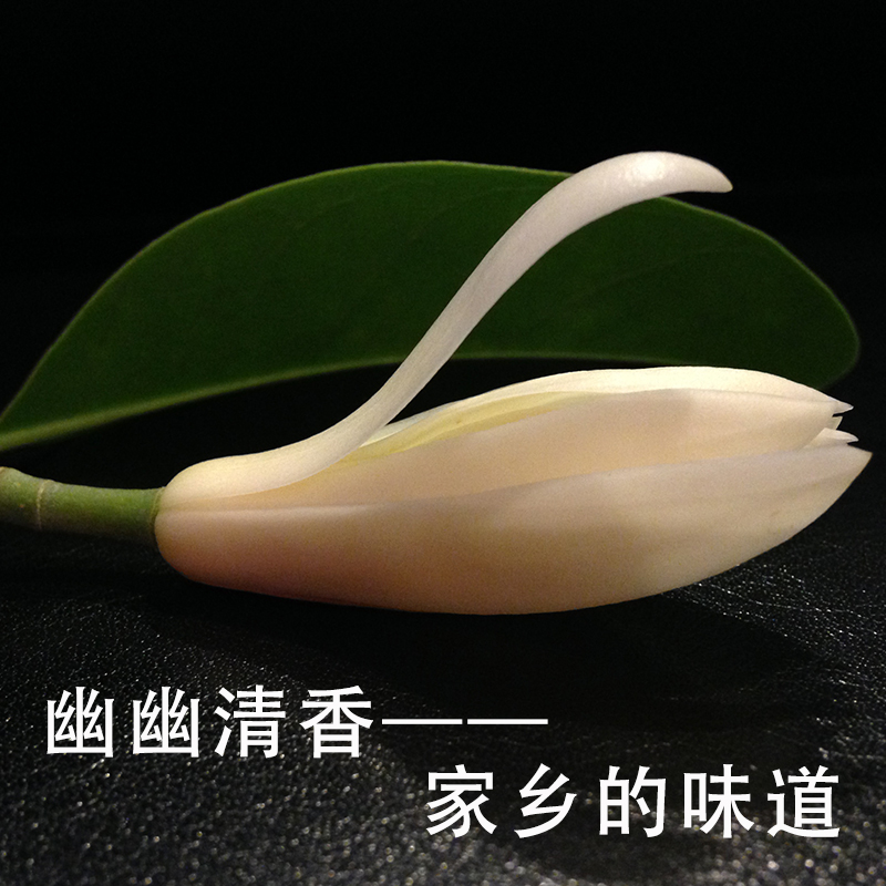 玉兰花鲜花白兰花新鲜采摘现摘的花朵花苞黄角兰黄果兰白玉兰鲜花-图0