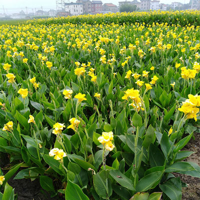 盆栽观花植物花卉大花美人蕉种球根美人焦苗当年开花多色包邮 虎窝淘