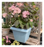 Алиса из тиснена 300 квадратных горшков элиса смола пластиковая балкон -балкон -розовая роза Полинка горшок с цветочным горшками