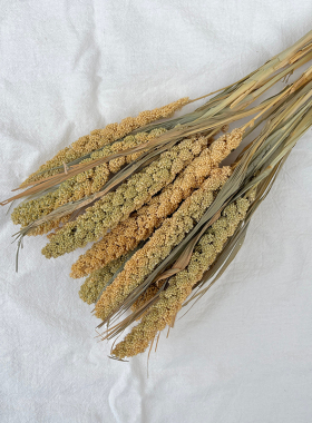 天然小米穗永生干花束家居摆件
