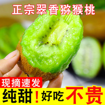 Authentic Shaanxi Zhou to Cuicange Exotic Fruits Fresh Fruit Pregnant Woman to be Season Full Box Gift Box of the Peach Green Heart