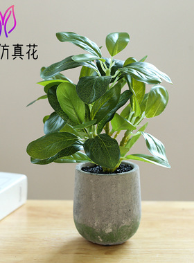仿真绿植盆景超市美陈情景家居客厅装饰品小摆件假花植物盆栽塑料