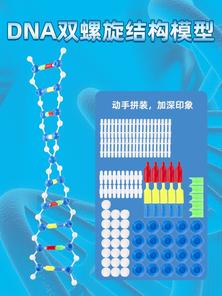 DNA双螺旋结构模型组件 小号分子结构模型拼装版遗传基因和变异演