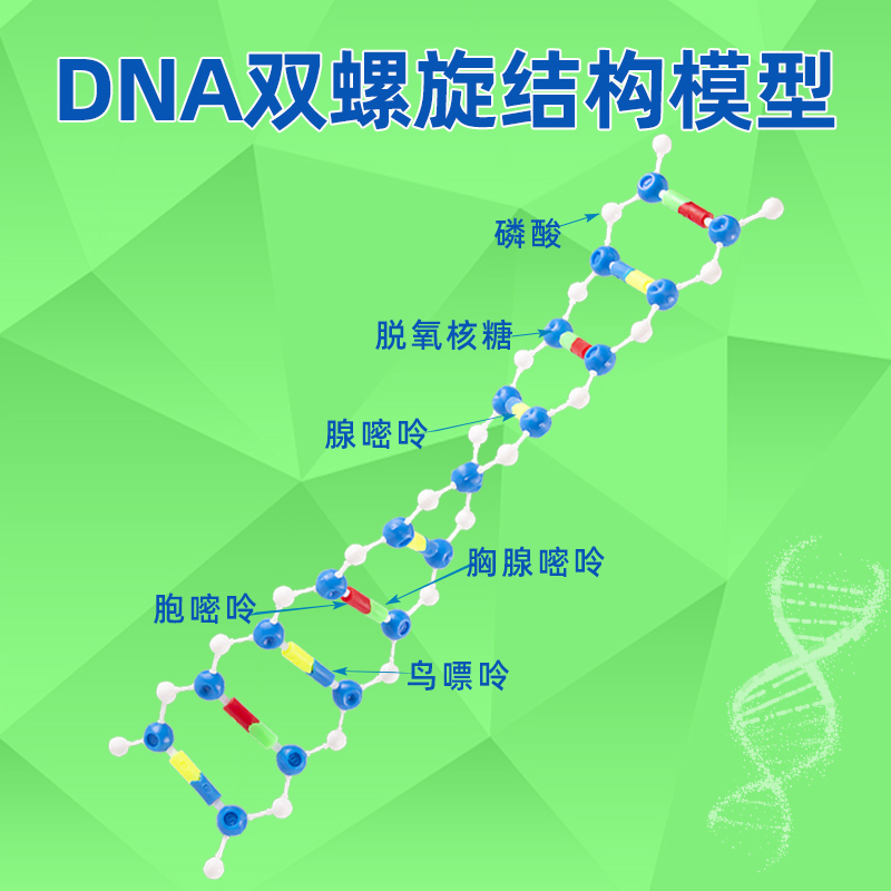 DNA双螺旋结构模型组件 小号分子结构模型拼装版遗传基因和变异演示版dna教具模型 - 图1