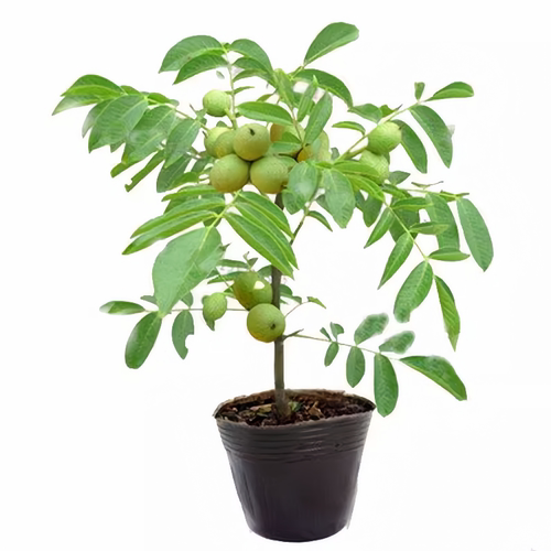 碧根果树苗南北方耐寒种植美国山核桃树苗嫁接薄壳核桃苗当年结果 - 图3