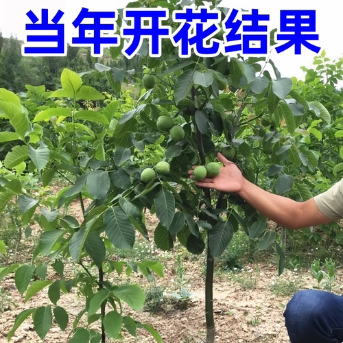 碧根果树苗南北方耐寒种植美国山核桃树苗嫁接薄壳核桃苗当年结果 - 图1
