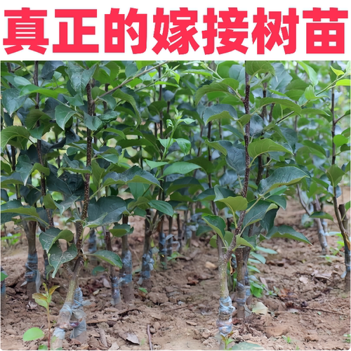 香妃海棠苹果树苗南北方庭院地栽盆栽冰糖心鸡心耐寒矮化当年结果 - 图2