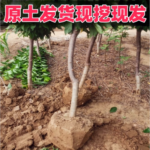 青脆李子树苗南北方庭院地栽盆栽嫁接果树苗脱骨晚熟特大果当年结 - 图2