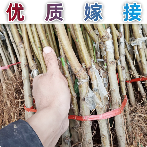 黄金蟠桃树苗南北方庭院地栽盆栽嫁接桃树苗脆甜黄肉大果当年结果 - 图0