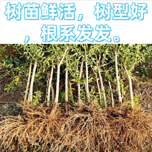 突尼斯石榴树树苗南北方庭院阳台盆栽地栽软籽嫁接果树苗当年结果 - 图0