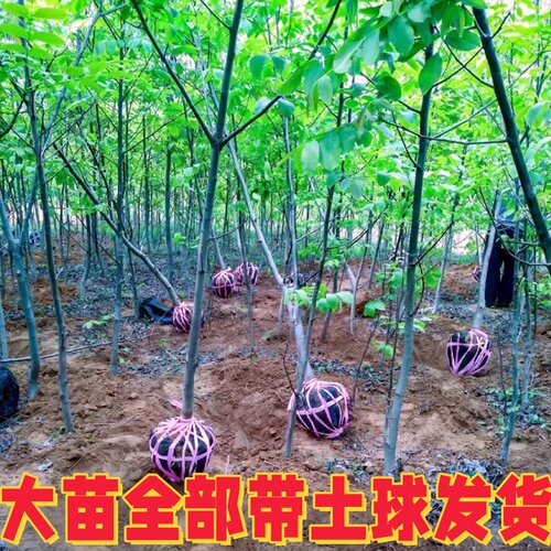 碧根果树苗南北方耐寒种植美国山核桃树苗嫁接薄壳核桃苗当年结果 - 图2