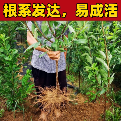 青脆李子树苗南北方庭院地栽盆栽嫁接果树苗脱骨晚熟特大果当年结 - 图1