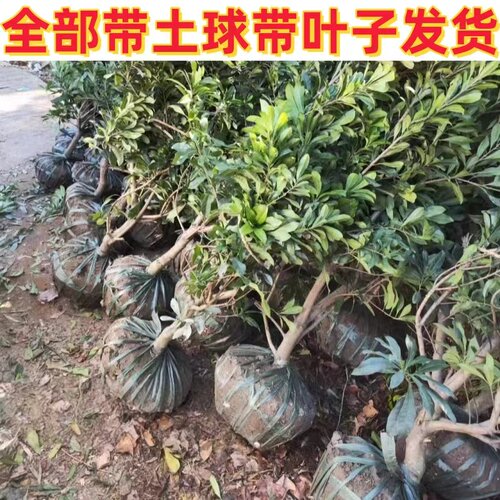 水晶杨梅树苗嫁接果树耐寒南方北方庭院种植盆栽地栽大果当年结果 - 图0